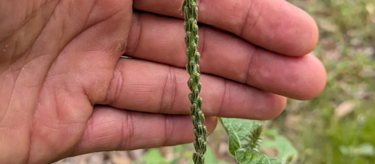 Achyranthes aspera