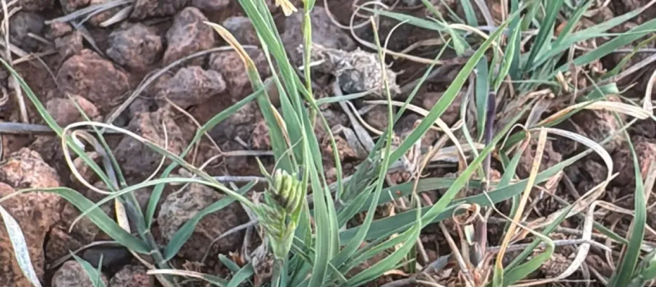 Buffalo grass