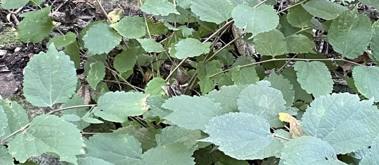Каркас корейский