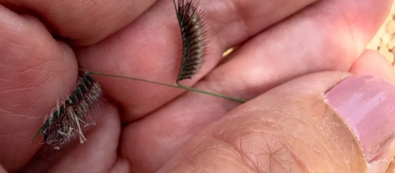 Hairy grama
