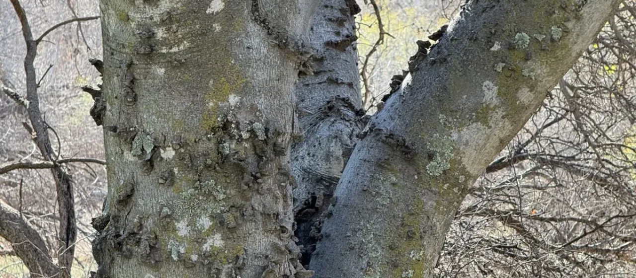 Каркас сетчатый