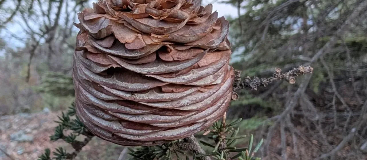 Cyprus cedar
