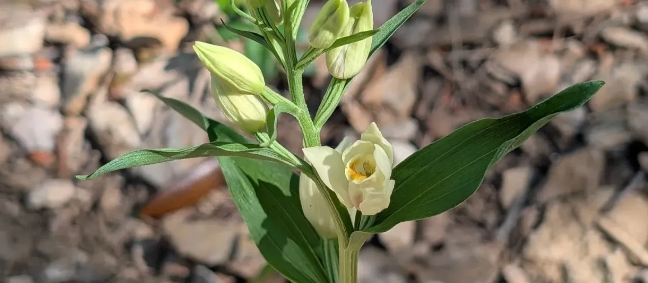 White helleborine