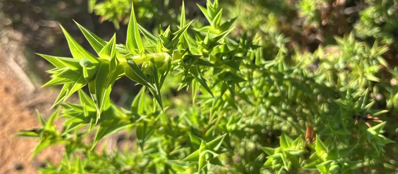 Cliffortia ruscifolia
