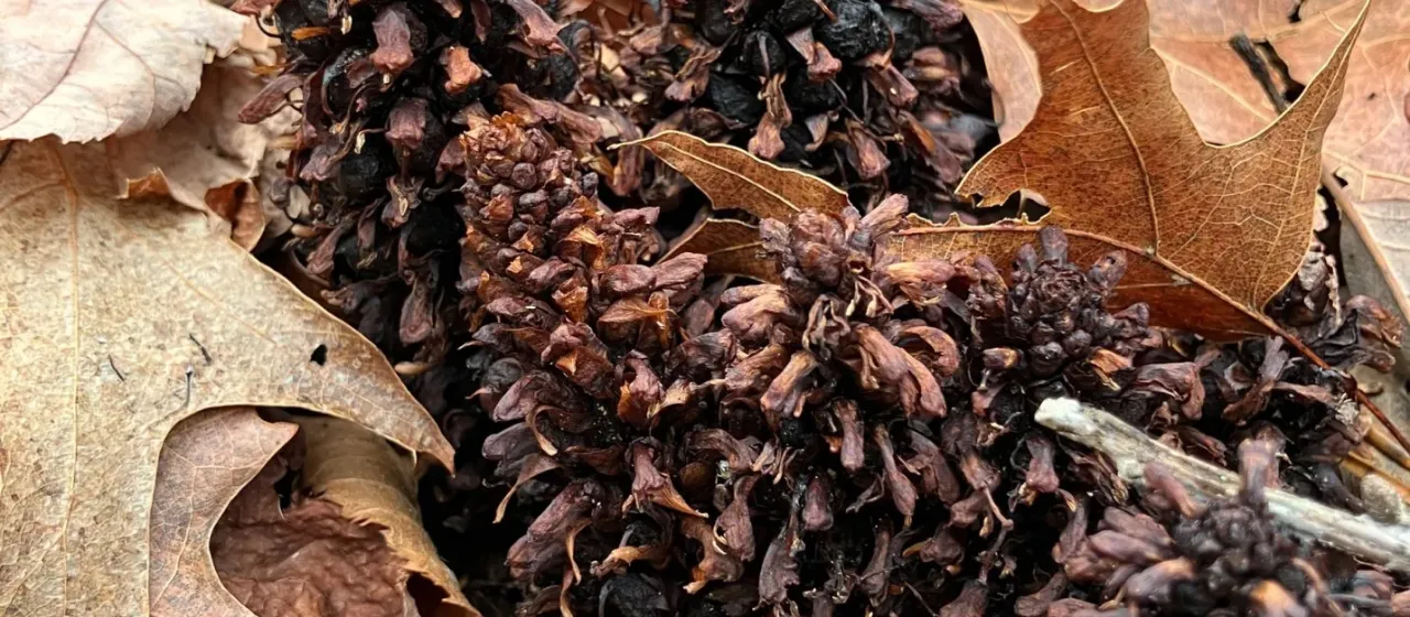 American cancer-root
