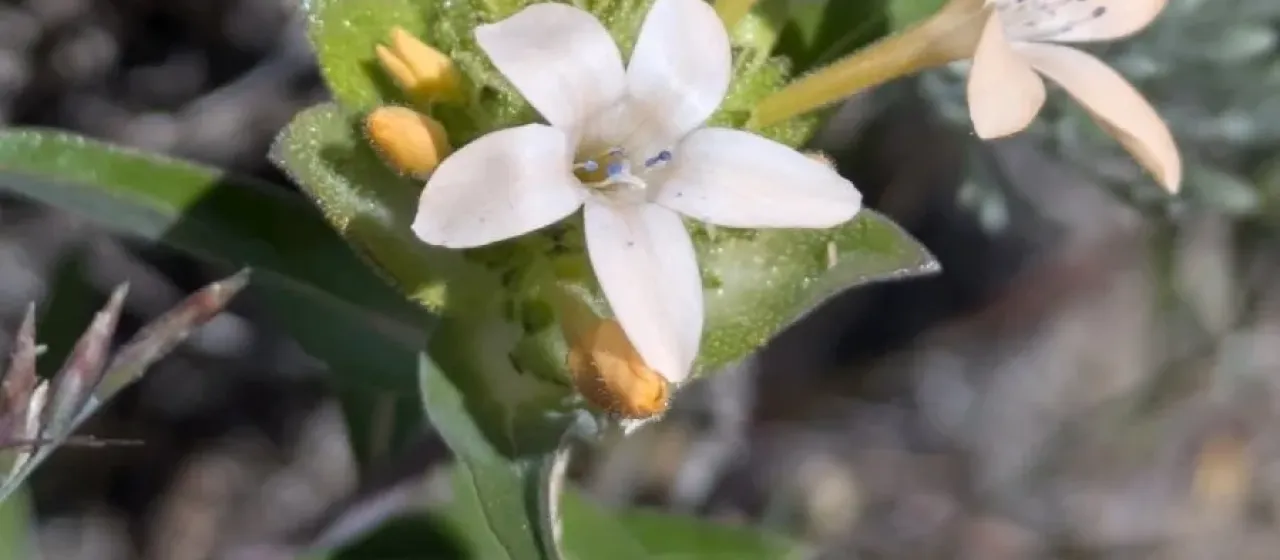 Collomia grandiflora