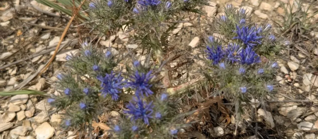 Cardopatium corymbosum