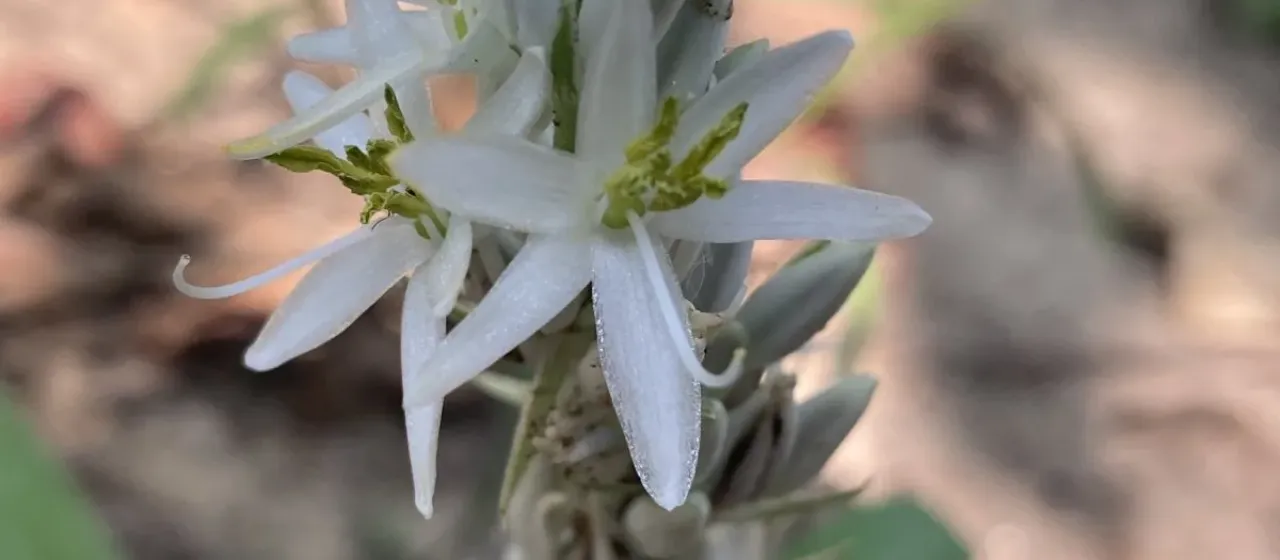 Chlorophytum arundinaceum