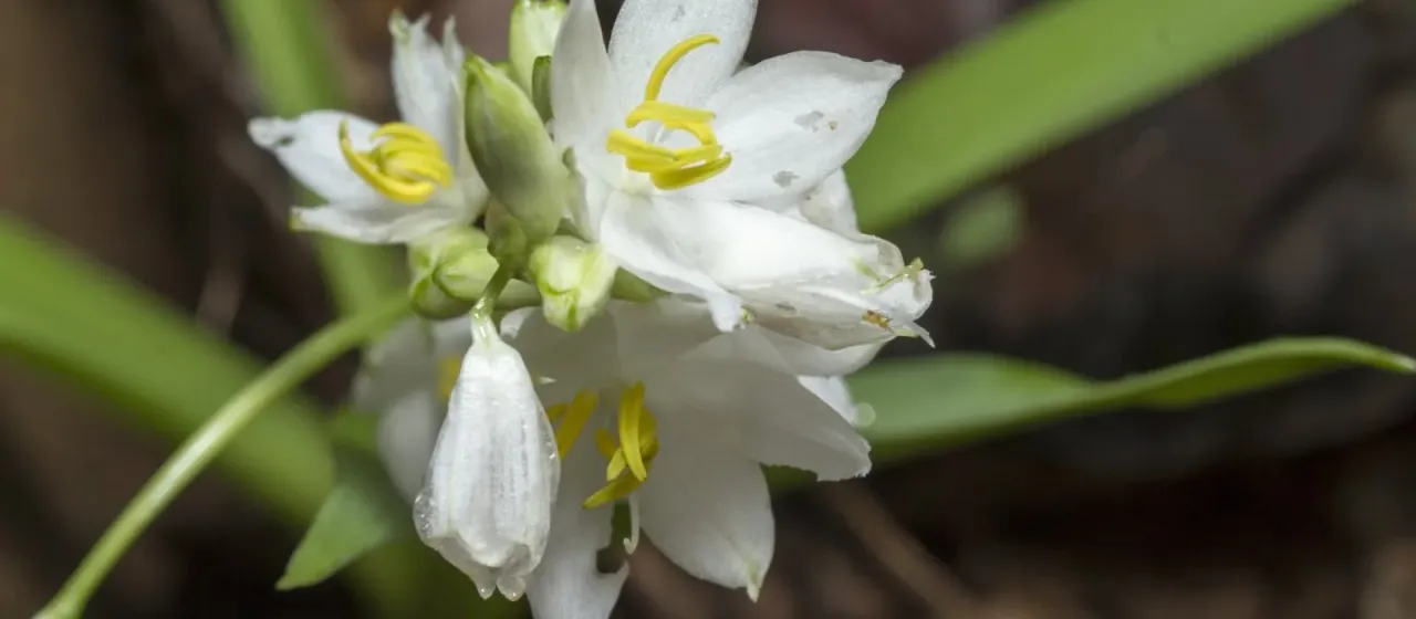Tuberous spider plant