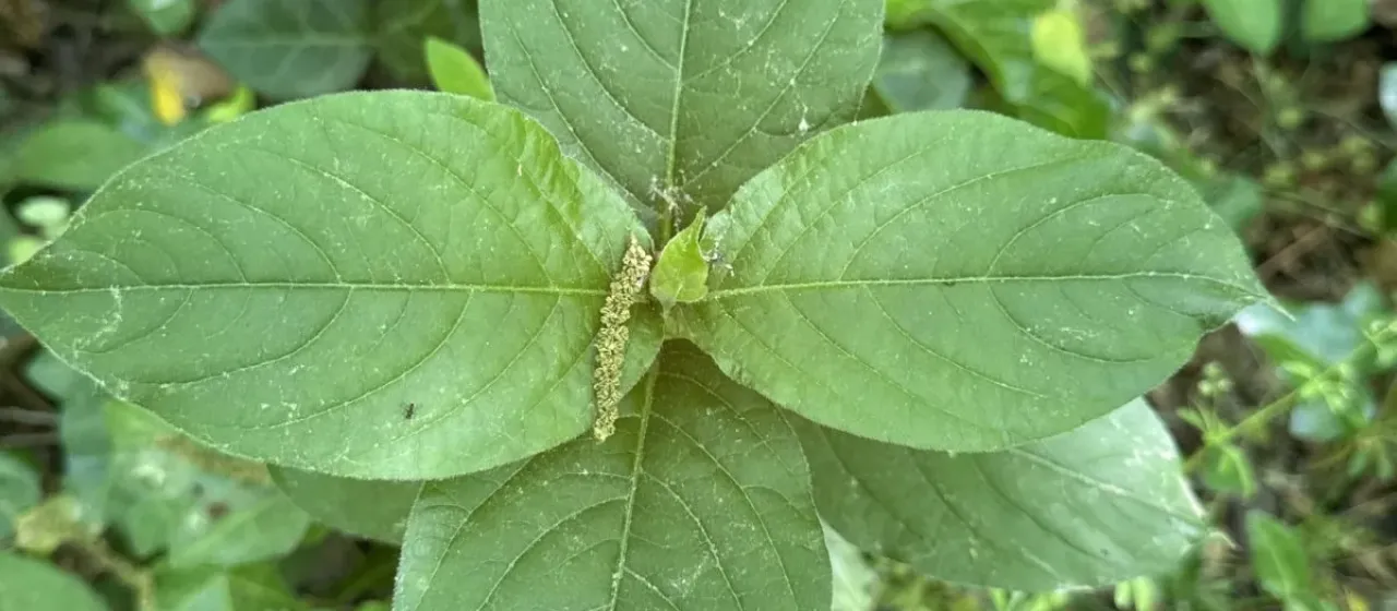 Japanese chaff-flower