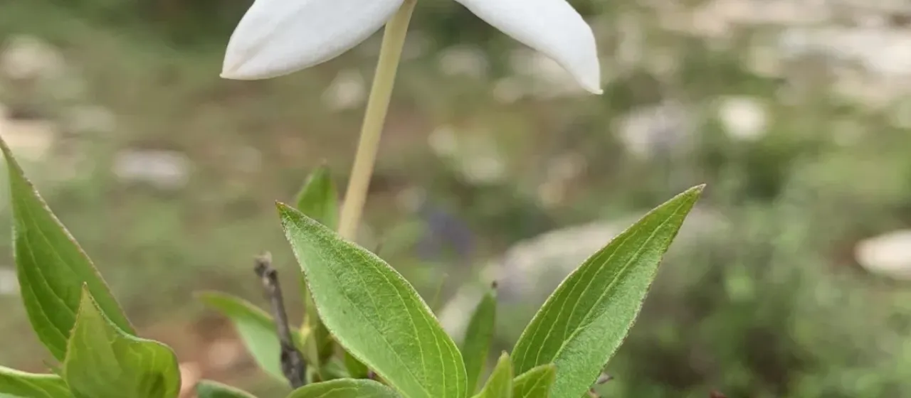 Bouvardia longiflora