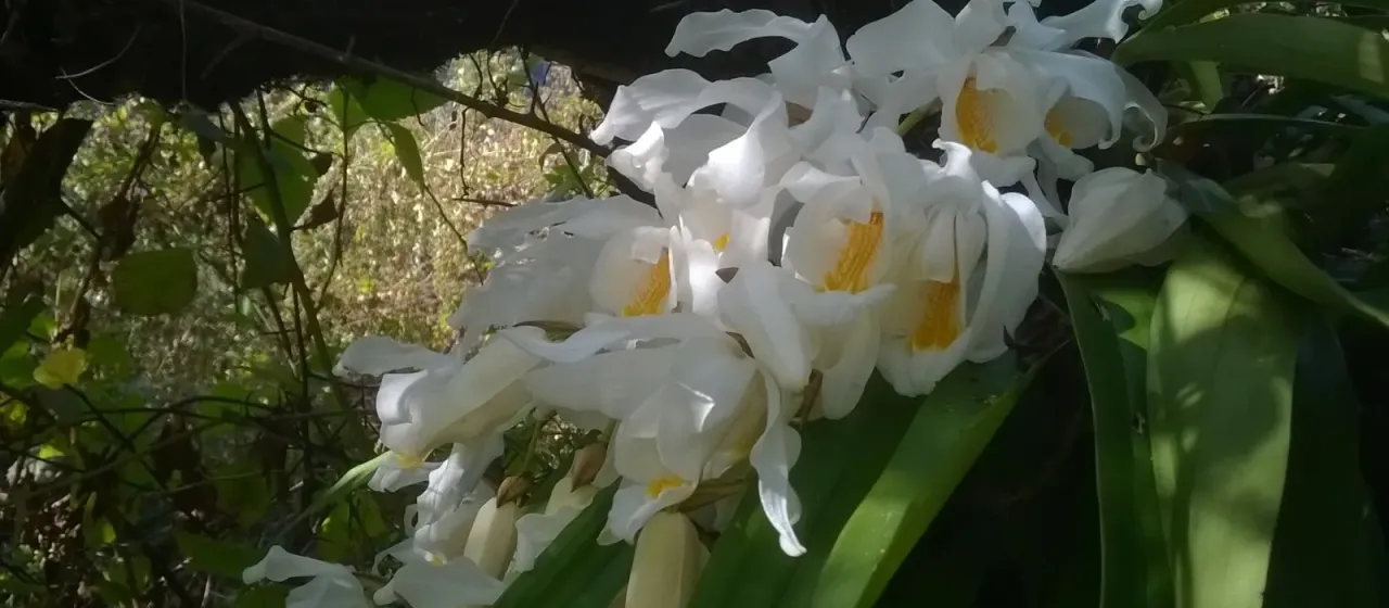 Coelogyne cristata