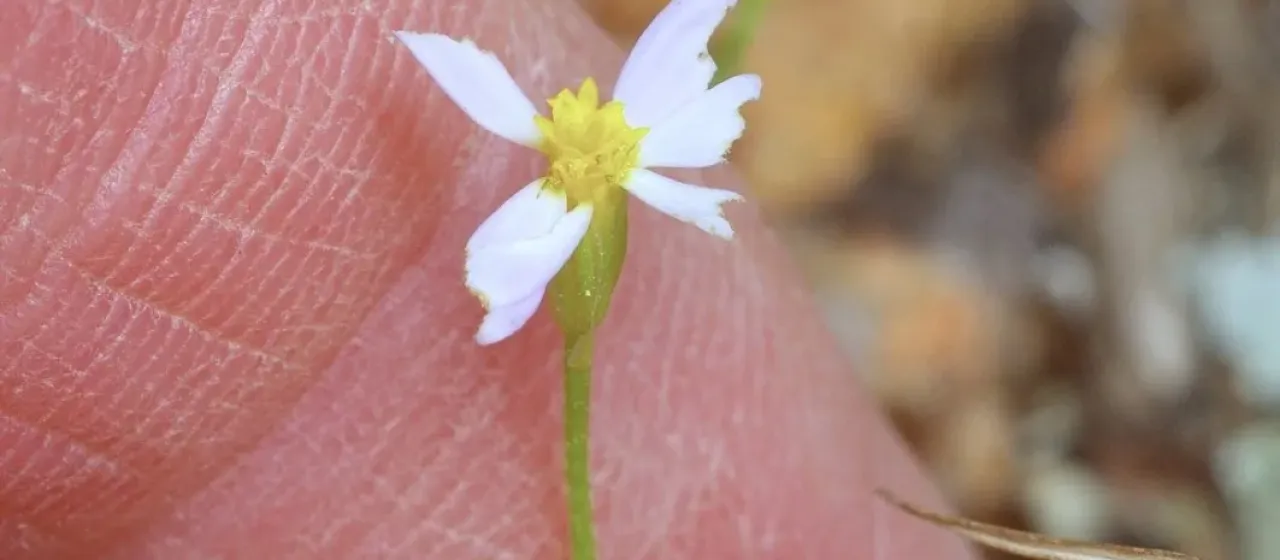 Chaetopappa