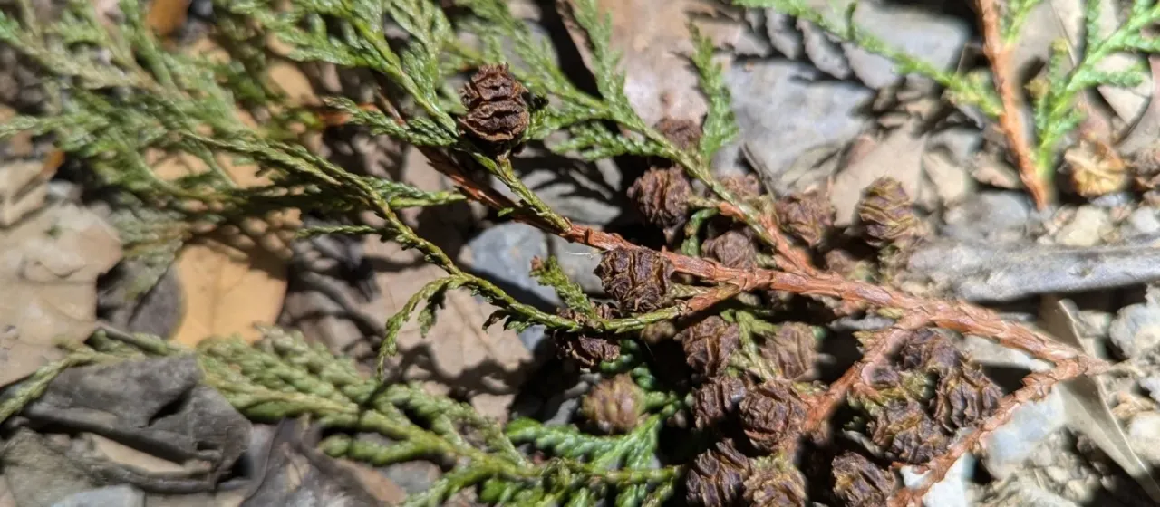 Formosan cypress