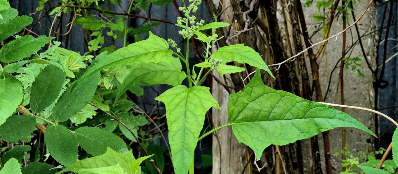 Maple-leaved goosefoot