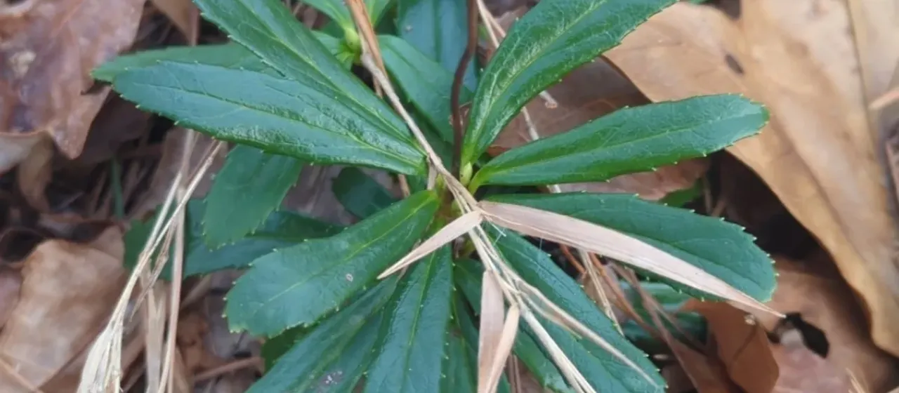 Pipsissewa