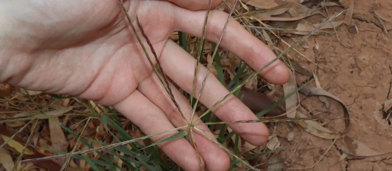 Curly windmill grass