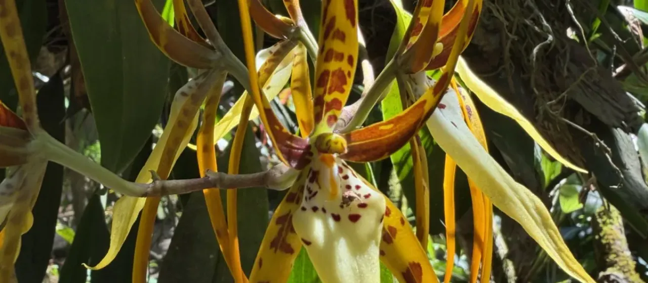 Brassia R. Br.