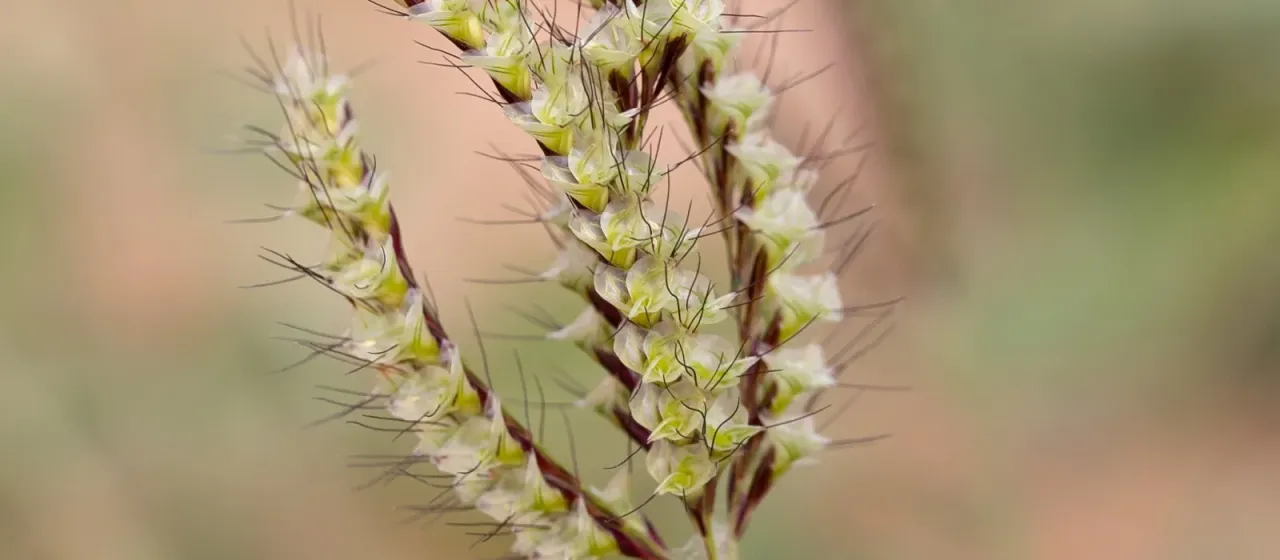 Oxychloris scariosa