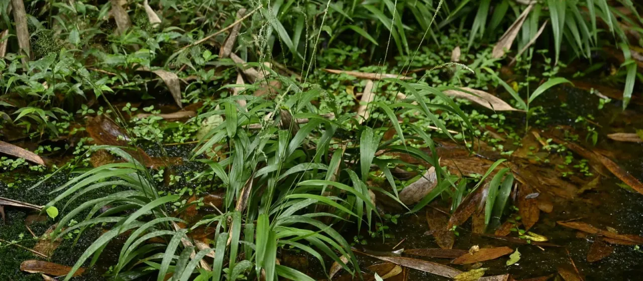 Chikusichloa
