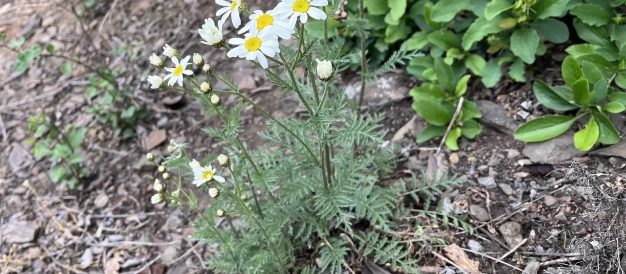 Scented tansy