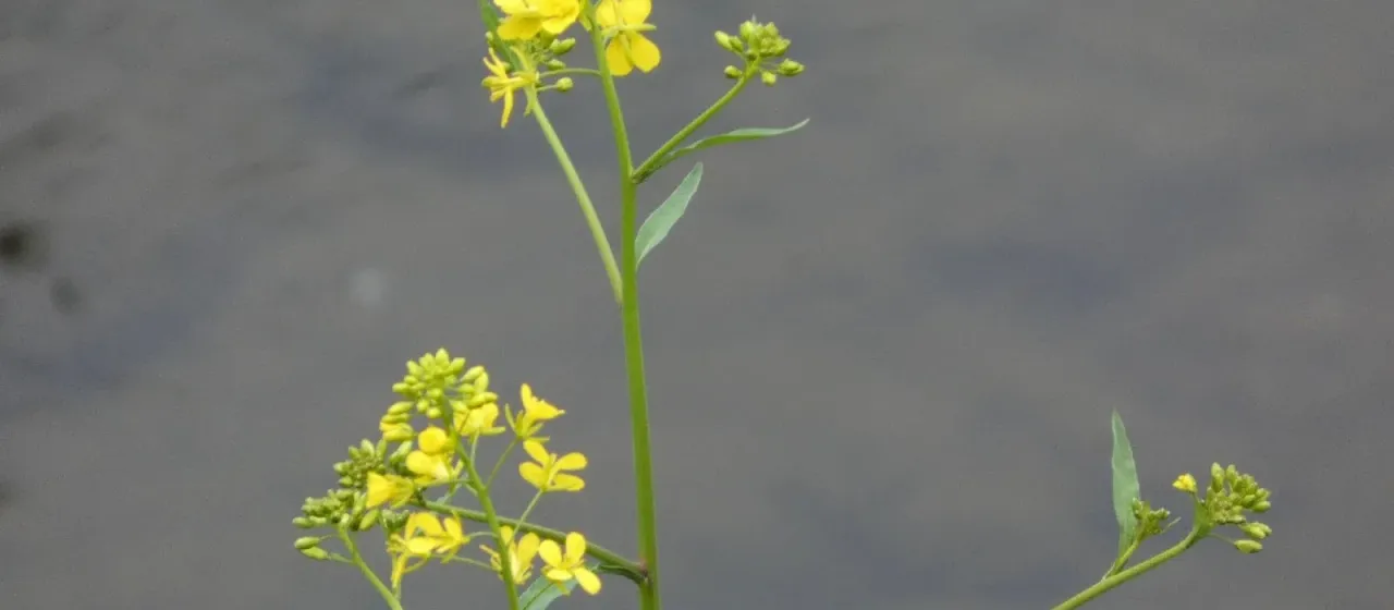 Brown mustard