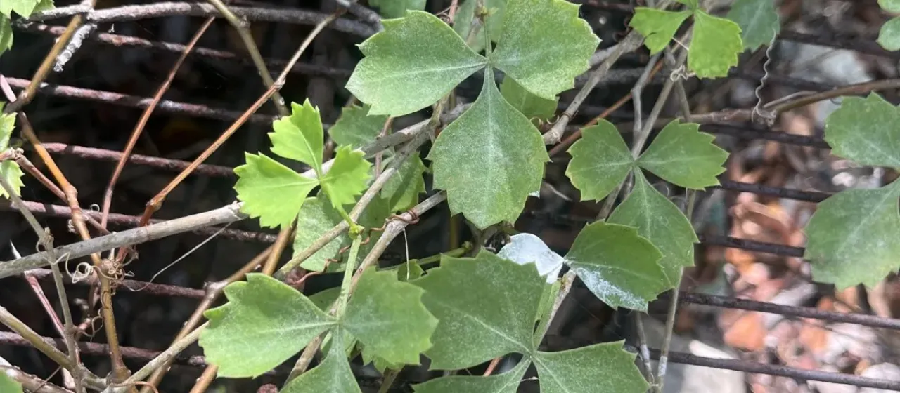 Циссус трехлистный
