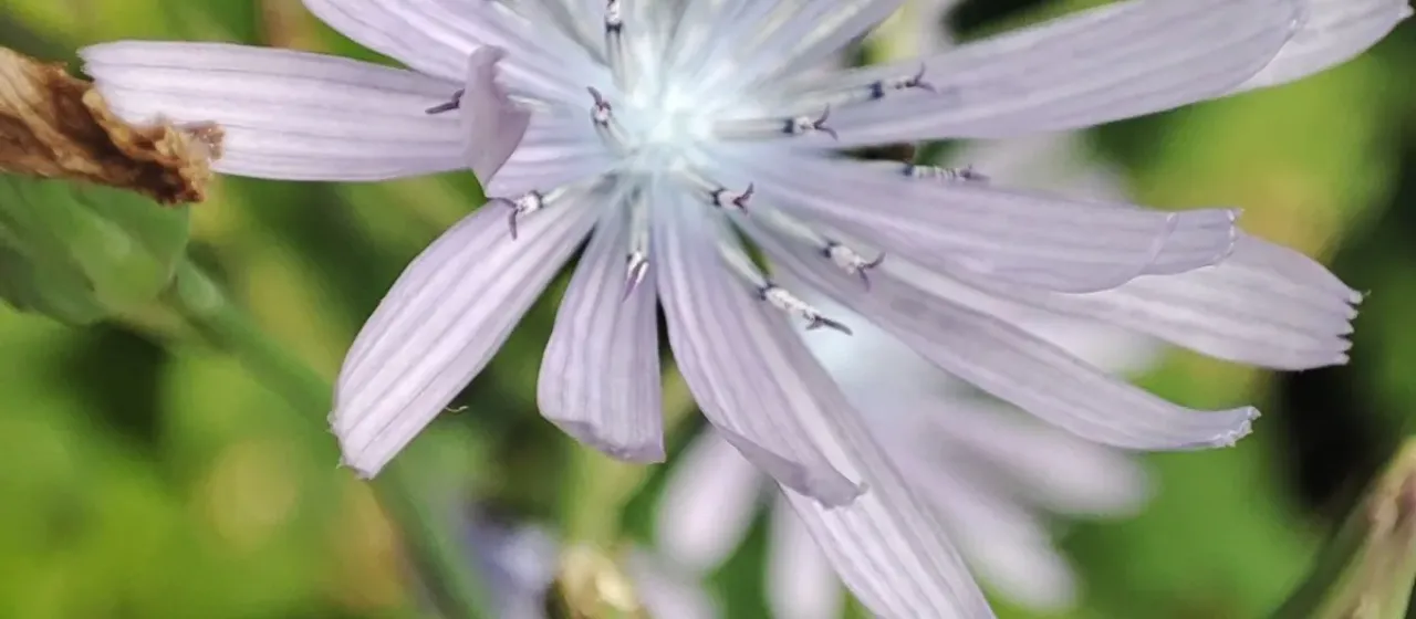 Blue Sow Thistle