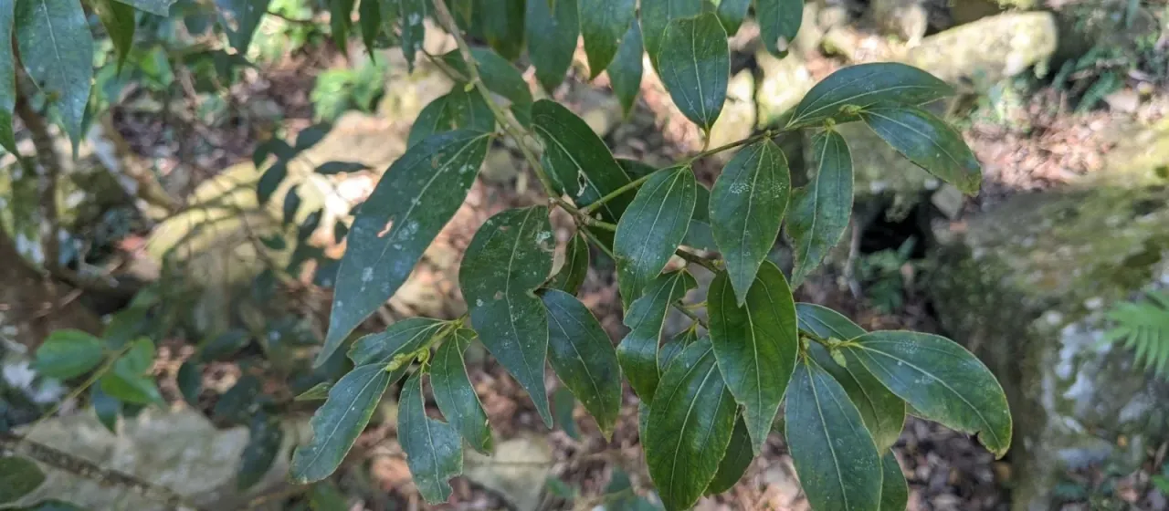 Cinnamomum tenuifolium