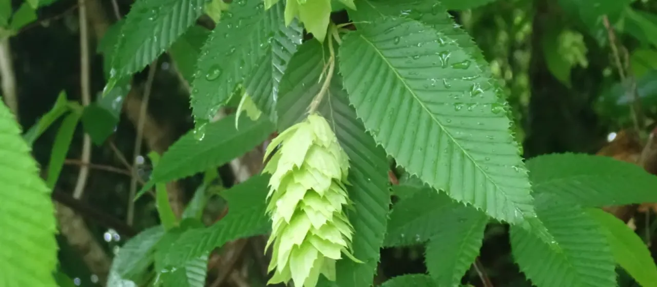 Japanese hornbeam