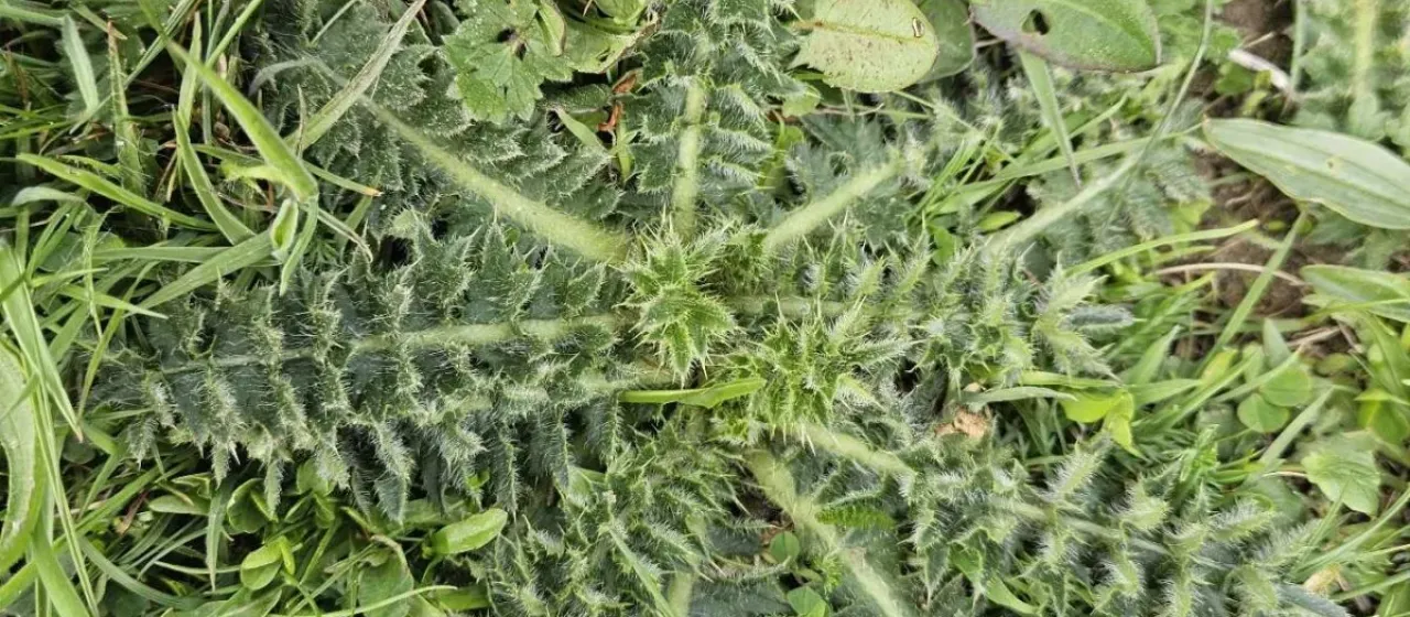 Dwarf thistle