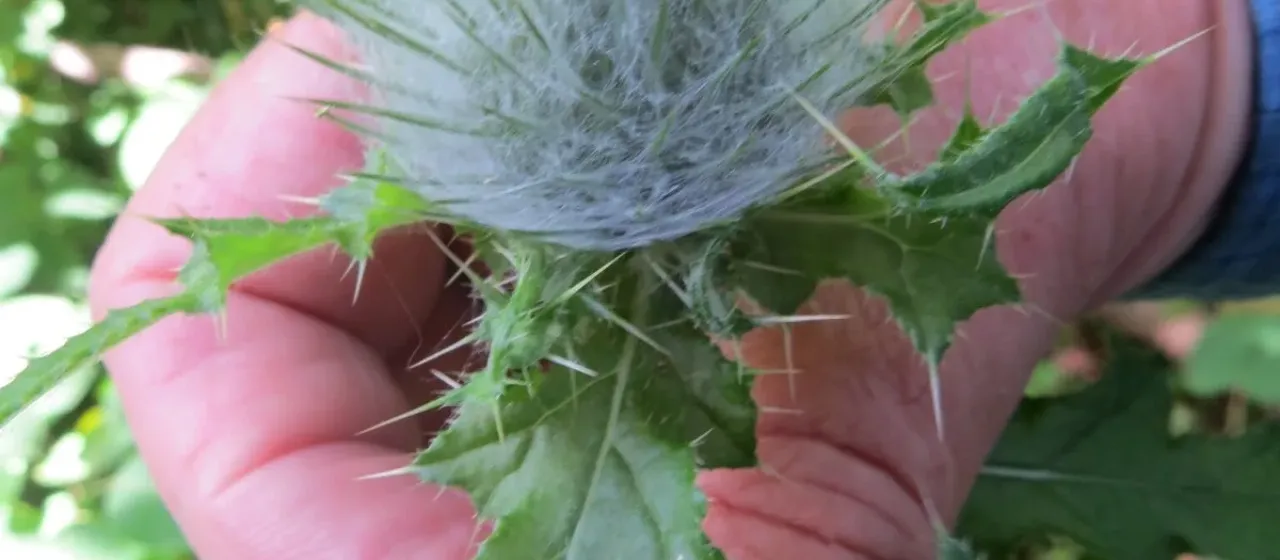 Cirsium brevistylum