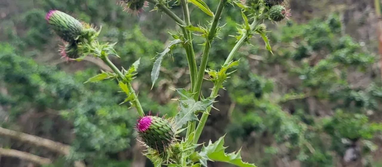 Costa Rican thistle