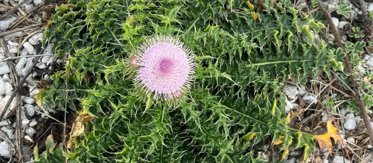 Japanese thistle