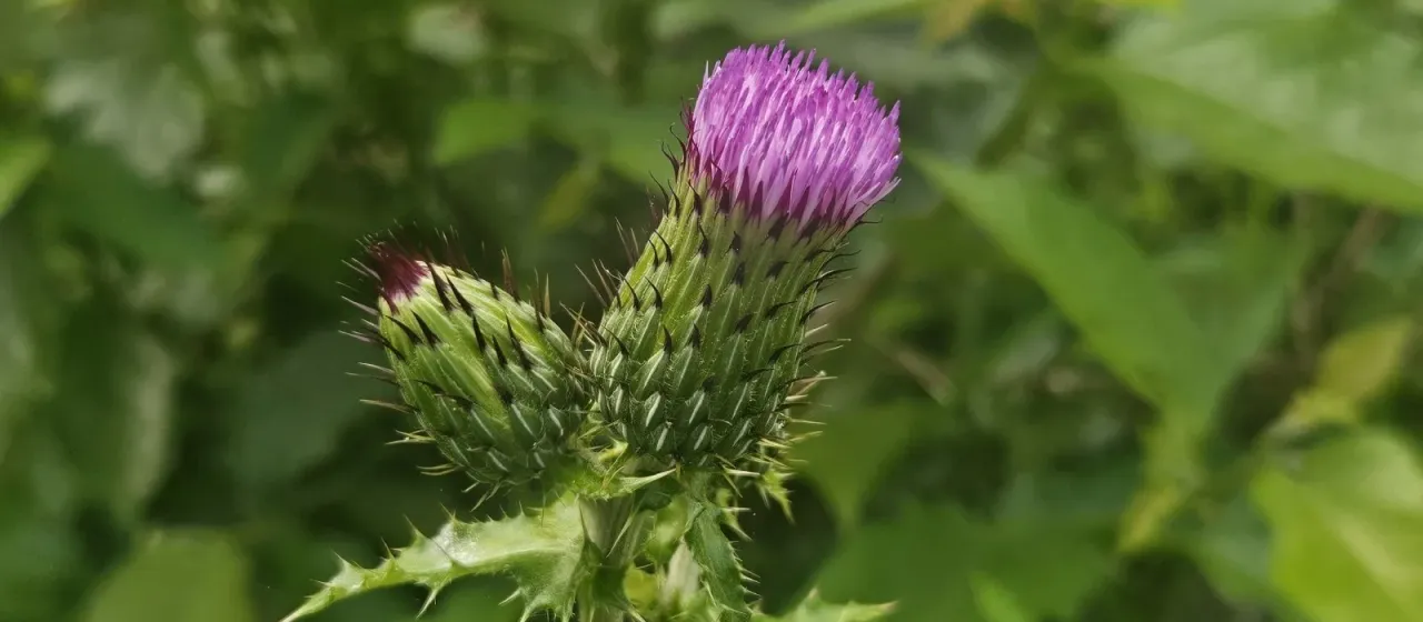 Mexican thistle