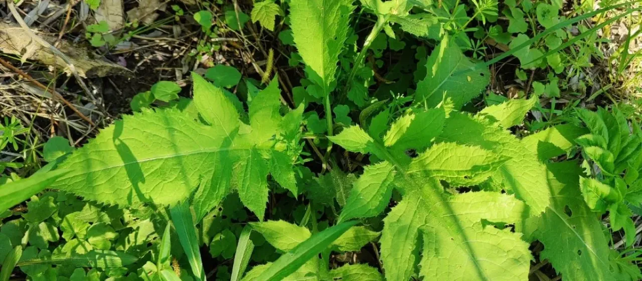 Cabbage thistle