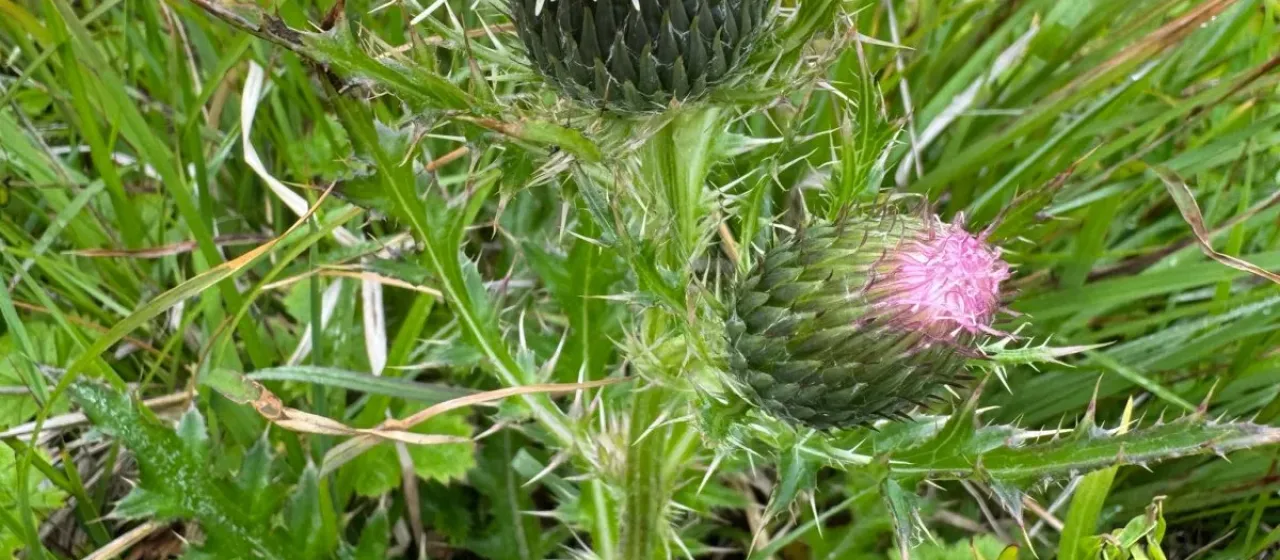 Pasture thistle