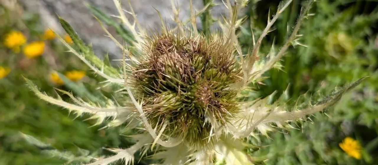 Spiny thistle