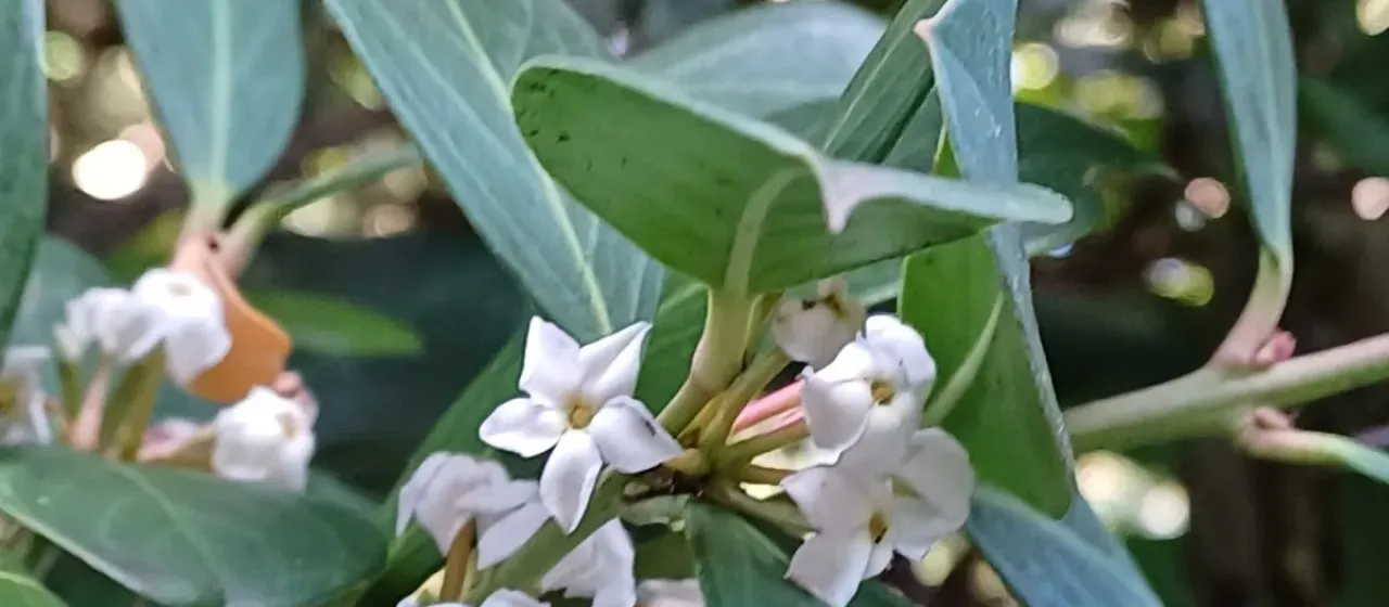 Common Poison Arrow