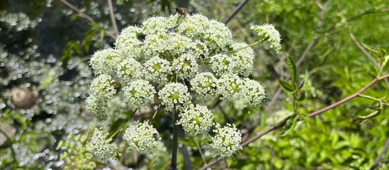 Spotted water hemlock