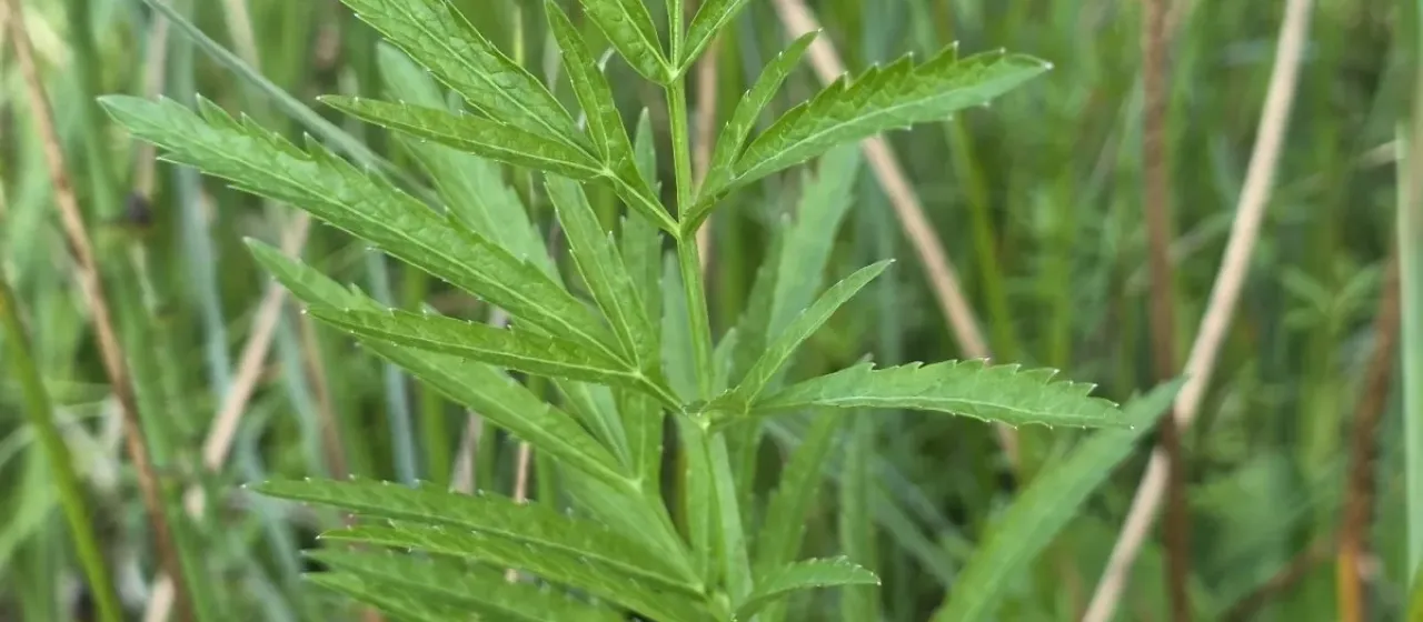 Northern water hemlock