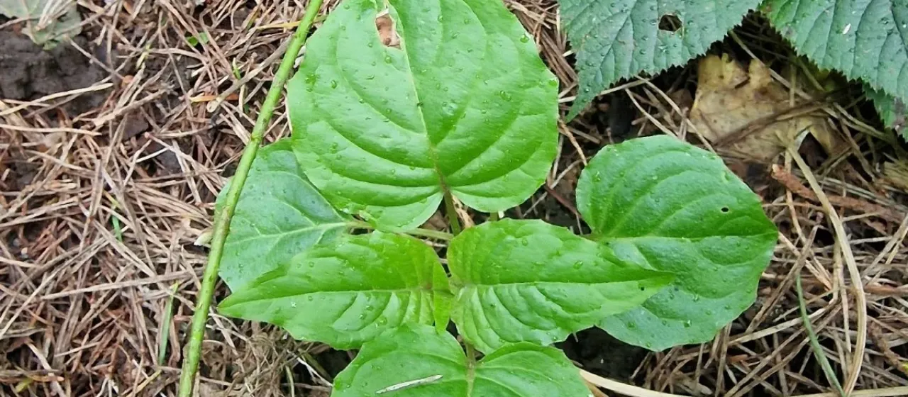 Enchanter's nightshade