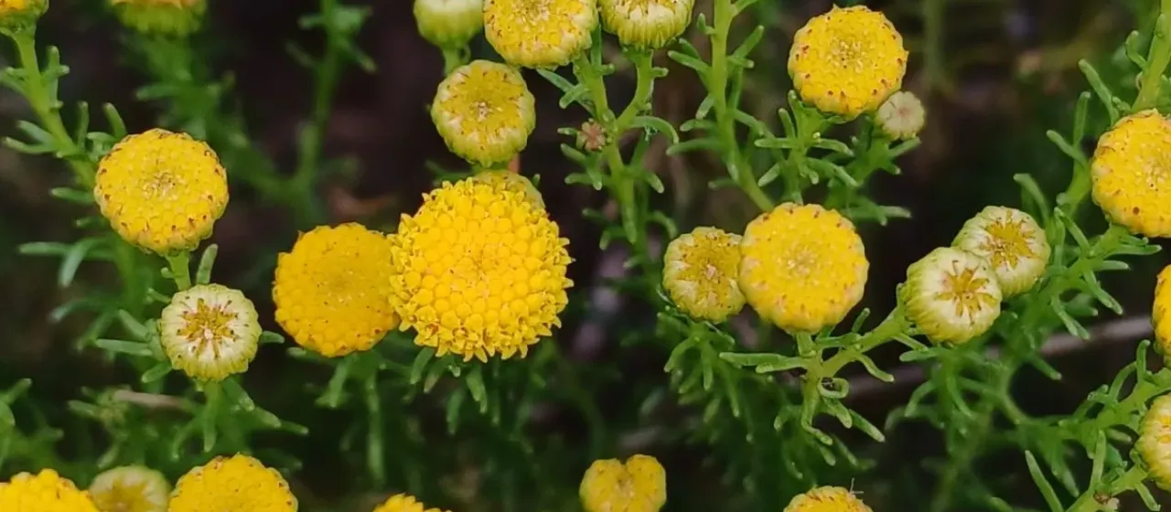 Chrysocoma ciliata