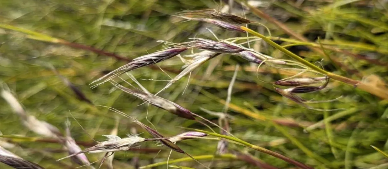 Southern snow tussock