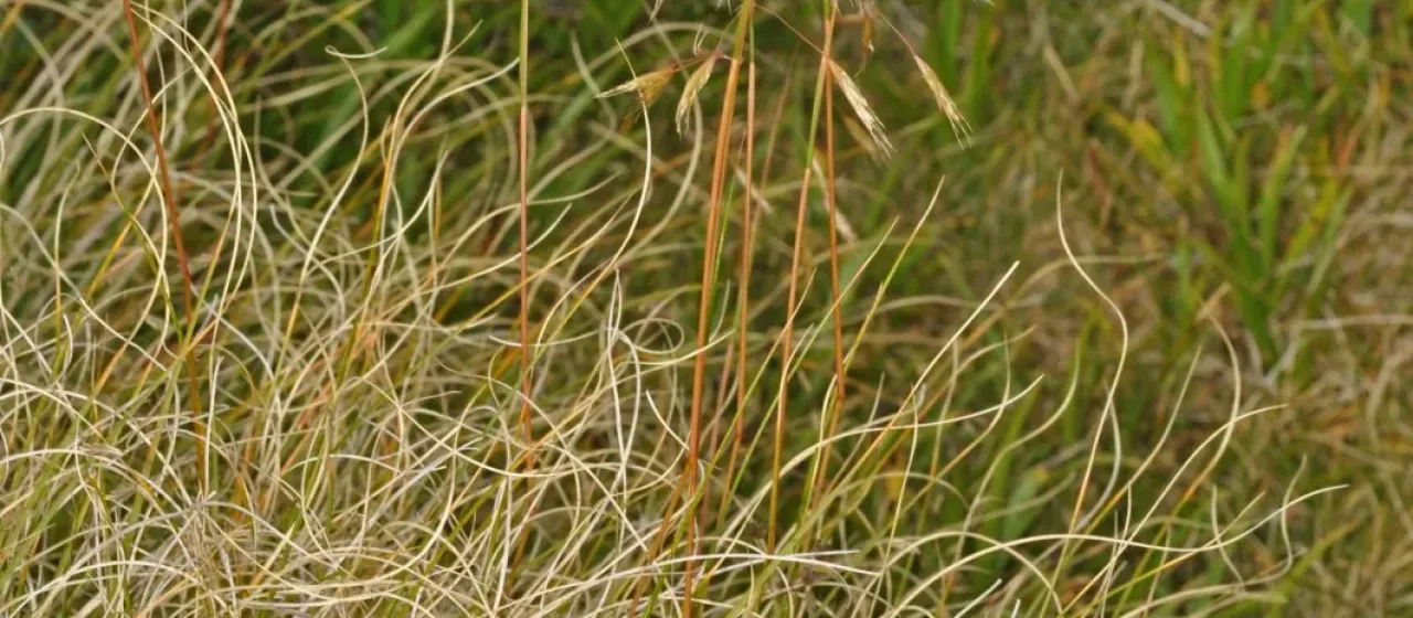 Chionochloa oreophila