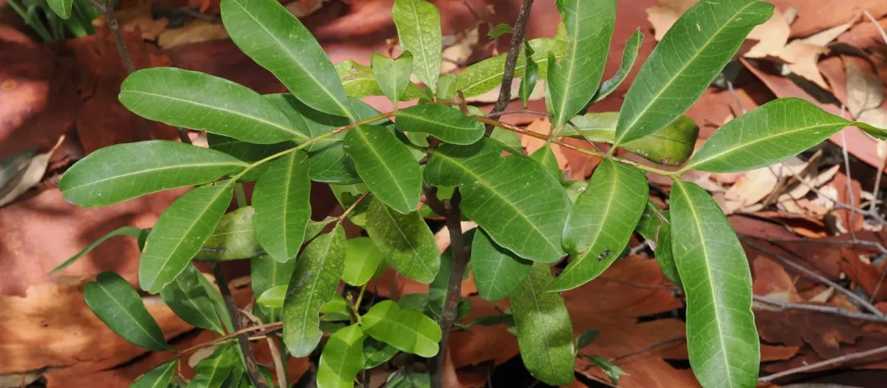 Cupaniopsis anacardioides