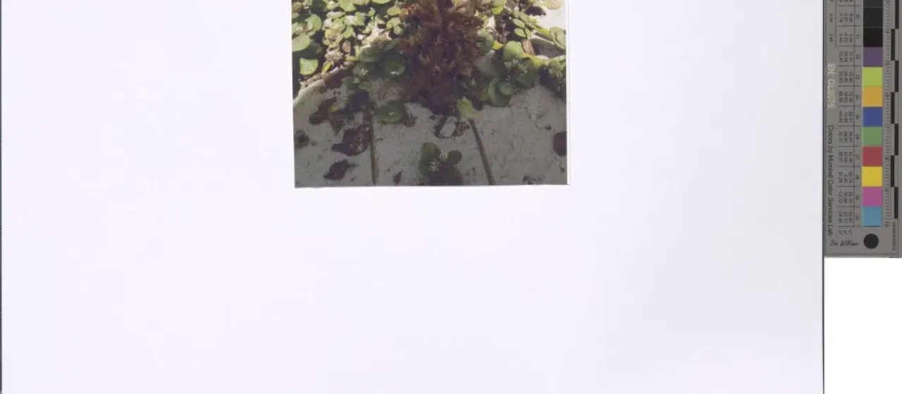 Cistanche tinctoria