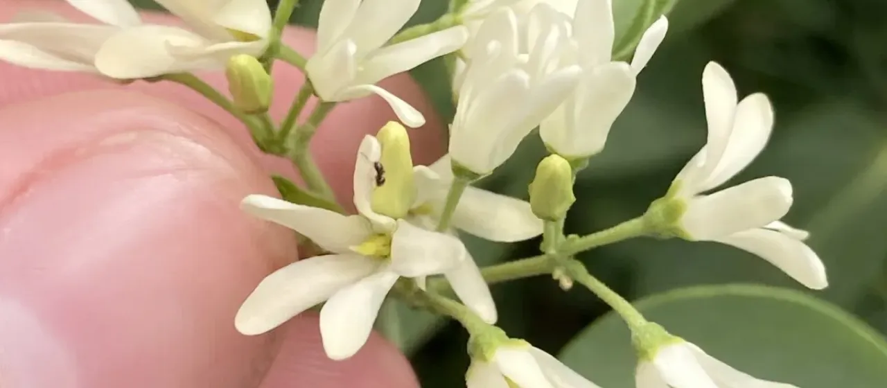 Cionura erecta