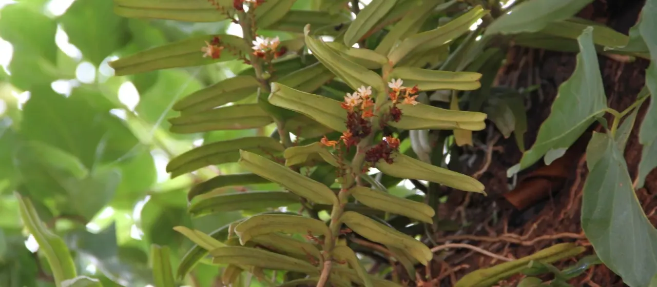 Calyptrochilum christyanum