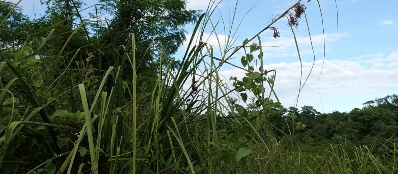 Chinese sawgrass